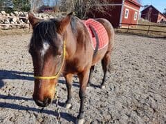 Små steg gör stor skillnad vid sadling